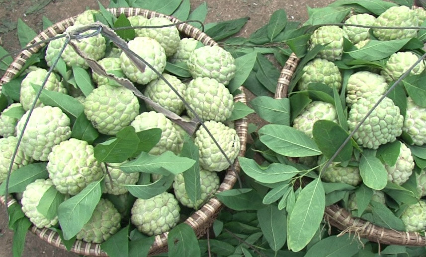 Giống như các loại trái cây nhiệt đới khác, quả na chứa nhiều vitamin C, một chất dinh dưỡng giúp tăng khả năng miễn dịch bằng cách chống lại nhiễm trùng và bệnh tật. Ảnh: baotintuc247.