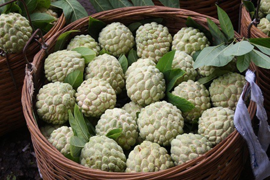 Do đó, quả na có thể giúp giảm tình trạng viêm mãn tính - vấn đề sức khỏe được cho là có liên quan đến một số bệnh nguy hiểm, bao gồm bệnh tim và ung thư. Ảnh: laodong.