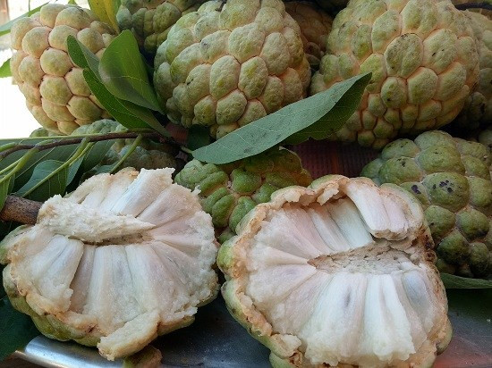 Một số nghiên cứu còn cho thấy rằng các hợp chất có trong quả na như catechin, epicatechin và epigallocatechin có thể ngăn chặn sự phát triển của các tế bào ung thư. Ảnh: thuongmaibiengioimiennui.