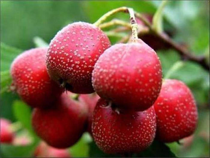 Táo gai giàu flavonoid và quercetin giúp giảm huyết áp động mạch và giảm nguy cơ tăng huyết áp. Ảnh: phunukieuviet.