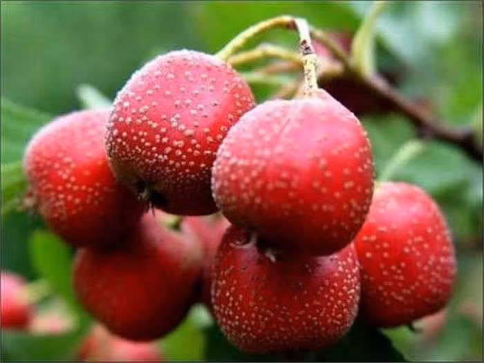 Táo gai giàu flavonoid và quercetin giúp giảm huyết áp động mạch và giảm nguy cơ tăng huyết áp. Ảnh: phunukieuviet.