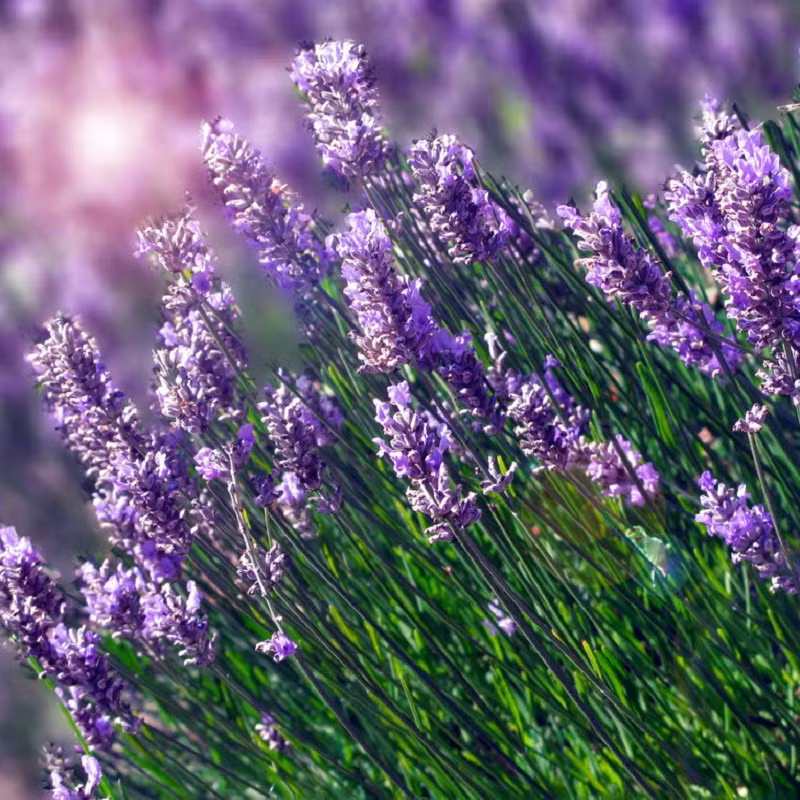 Không chỉ có hương thơm quyến rũ, chiết xuất hoa oải hương đã được chứng minh là làm giảm nhịp tim và huyết áp ở loài gặm nhấm. Ảnh: hatgiongphuongnam.