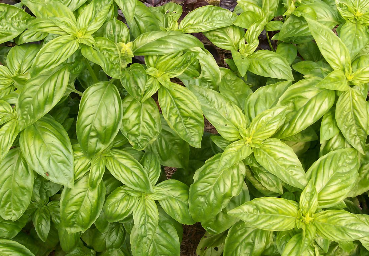 Húng quế không chỉ là một loại thảo mộc có hương vị hấp dẫn mà nó còn có thể giúp bạn giảm huyết áp. Ảnh: wideopeneats.