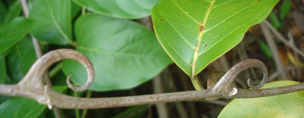 Cây móng mèo cũng là loại thảo mộc có tác dụng giảm huyết áp. Thậm chí trong y học cổ truyền Trung Quốc, việc sử dụng cây móng mèo để điều trị bệnh cao huyết áp rất phổ biến. Ảnh: hellobacsi.