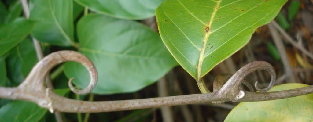Cây móng mèo cũng là loại thảo mộc có tác dụng giảm huyết áp. Thậm chí trong y học cổ truyền Trung Quốc, việc sử dụng cây móng mèo để điều trị bệnh cao huyết áp rất phổ biến. Ảnh: hellobacsi.