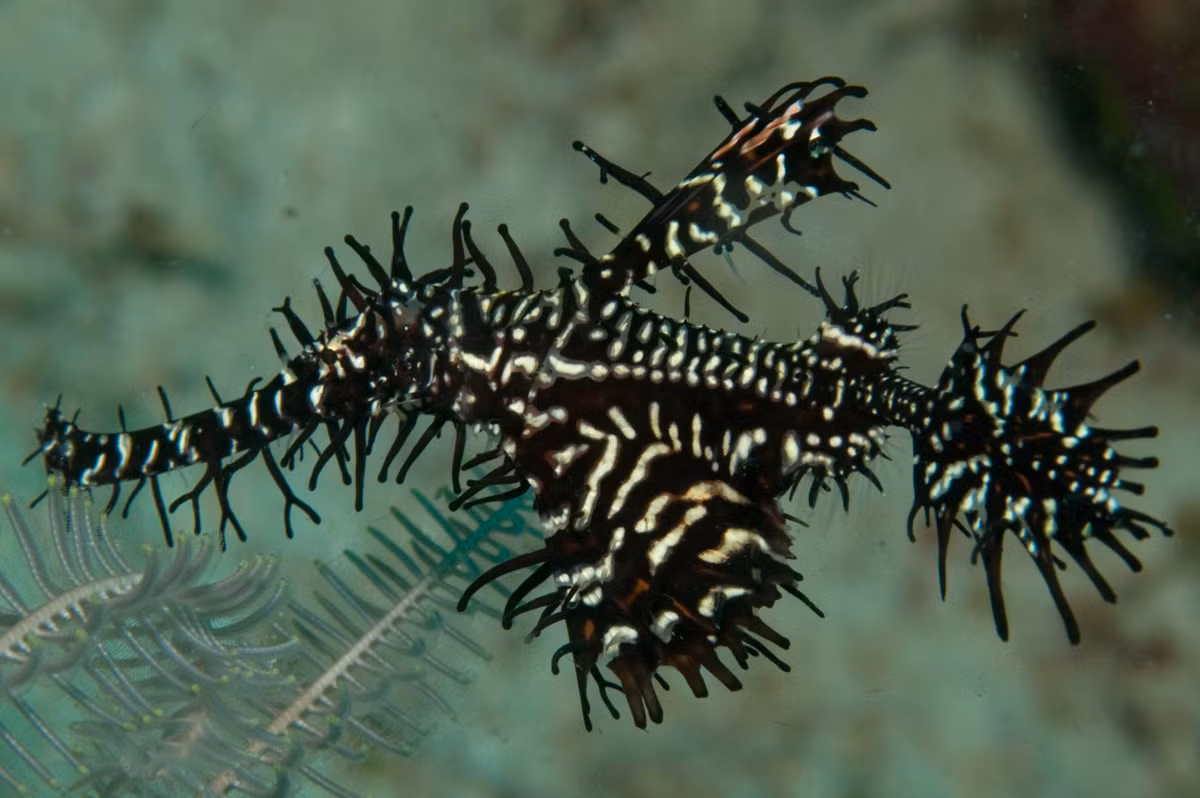 Đặc biệt, cá dao cạo có khả năng đổi màu cho phù hợp với môi trường đang trú ẩn. Ảnh: fishesofaustralia.