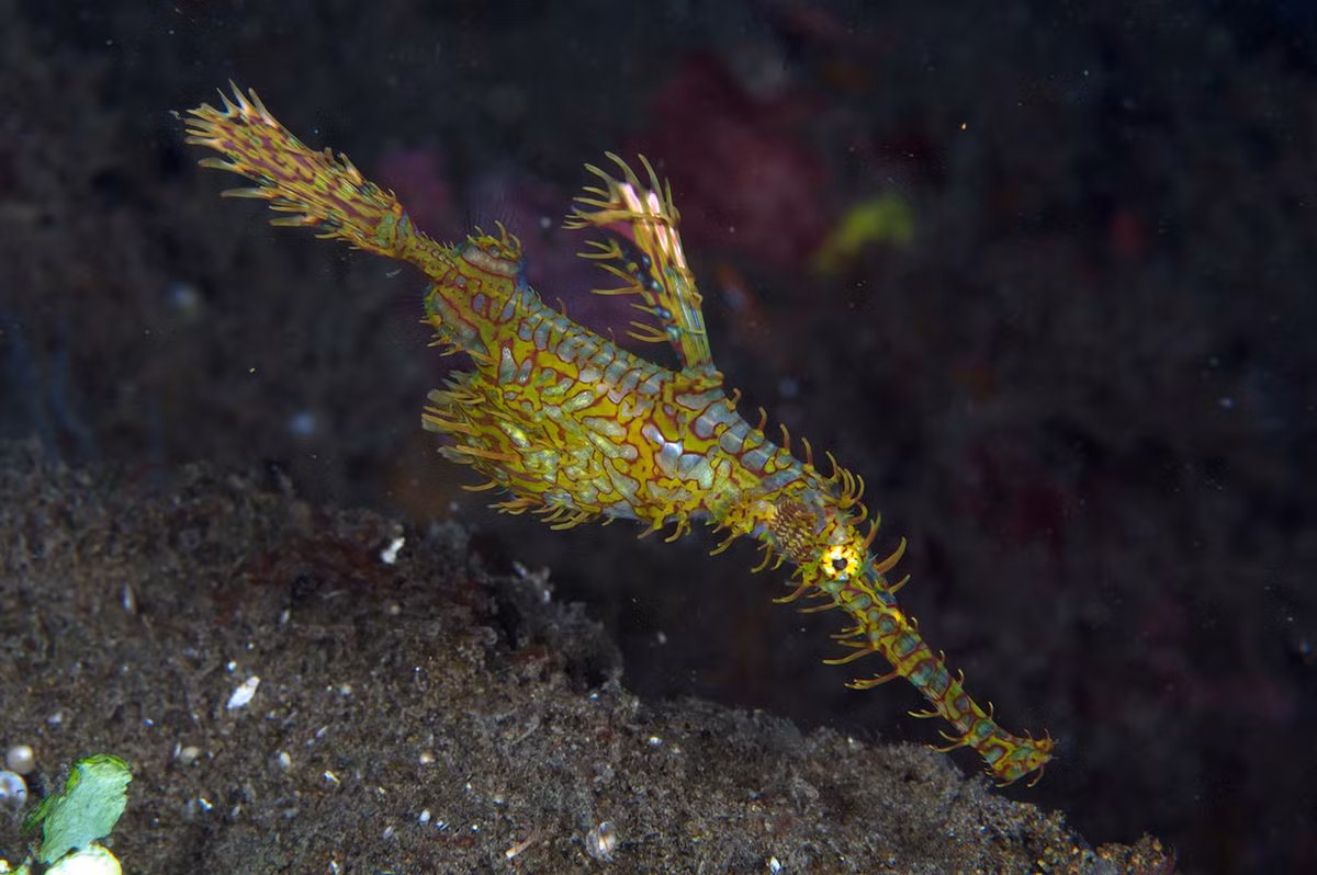 Cá dao cạo phân bố ở Tây Thái Bình Dương và Ấn Độ Dương, dọc theo các rìa san hô dễ có dòng chảy mạnh. Ảnh: fishesofaustralia.