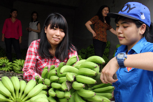 Đang chất chuối lên xe giúp khách hàng, Nguyễn Thị Lê (Sinh viên năm 3, Đại học Xây dựng Hà Nội) chia sẻ: “Tình cờ biết đến chiến dịch này trên mạng xã hội. Hôm nay, được nghỉ học nên em rủ một số bạn trong đội tình nguyện đến giúp đỡ người dân”.