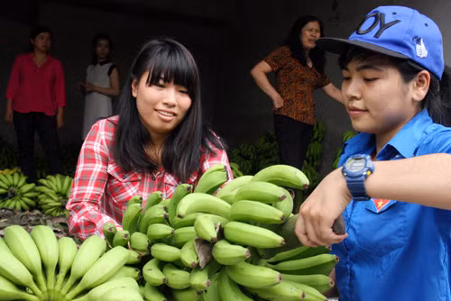 Đang chất chuối lên xe giúp khách hàng, Nguyễn Thị Lê (Sinh viên năm 3, Đại học Xây dựng Hà Nội) chia sẻ: “Tình cờ biết đến chiến dịch này trên mạng xã hội. Hôm nay, được nghỉ học nên em rủ một số bạn trong đội tình nguyện đến giúp đỡ người dân”.