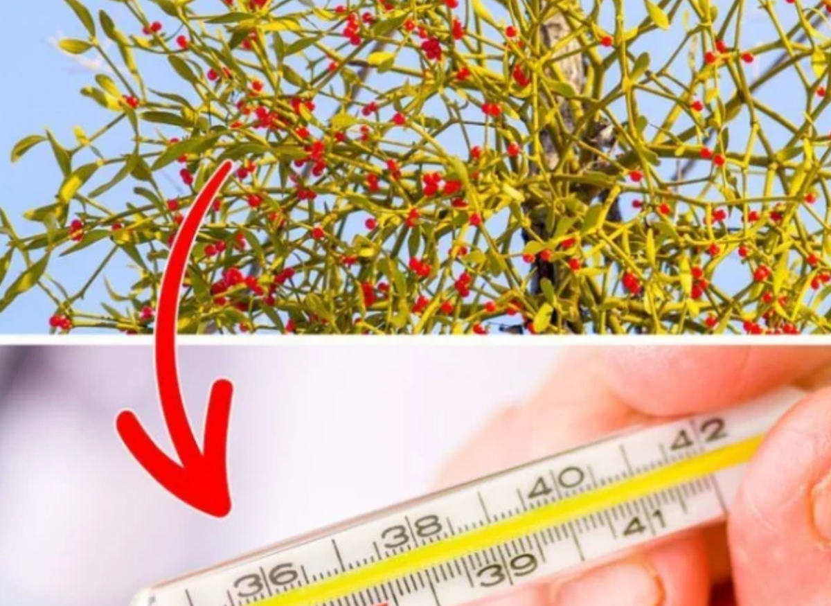 7 loai cay canh dep nhung cho dai trong trong nha keo nguy hiem, vo tinh an phai se “khong qua khoi“