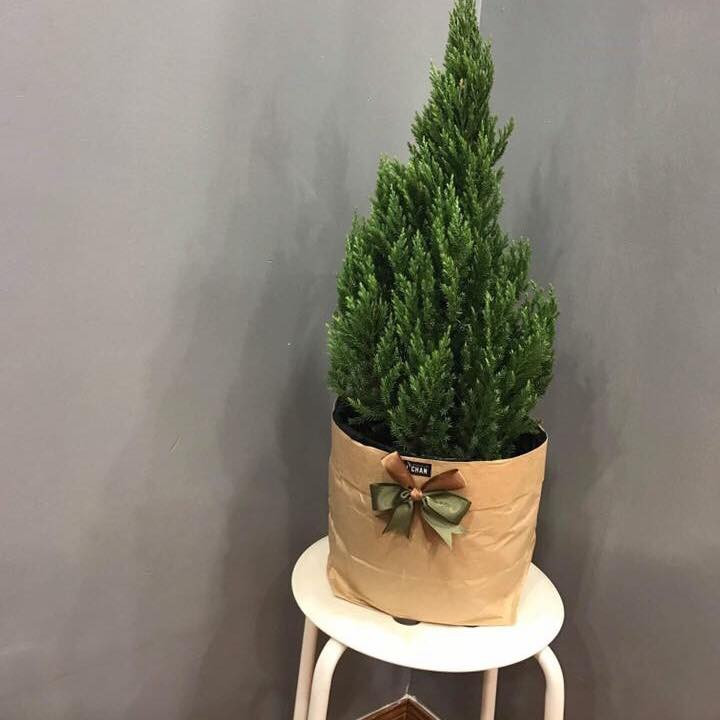 Dai gia Viet Chi tien “khung” mua cay thong tuoi tu Chau Au ve Viet Nam-Hinh-3