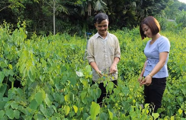 Nha giau Viet san lung “rau nha ngheo”, khong trong cung tu moc xum xue-Hinh-2