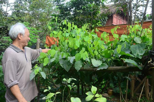 Nha giau Viet san lung “rau nha ngheo”, khong trong cung tu moc xum xue