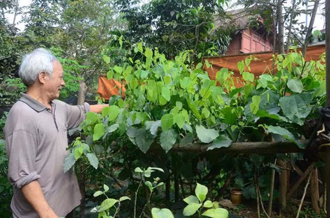 Nha giau Viet san lung “rau nha ngheo”, khong trong cung tu moc xum xue