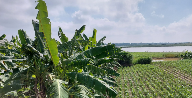 Khoảng cuối tháng 12/2022, các trinh sát có thông tin Thành xuất hiện tại khu vực xã Đồng Lạc, TP.Chí Linh, Hải Dương. Song Thành sinh sống bằng nghề sông nước nên rất tinh quái trong việc lẩn trốn. Đối tượng tận dụng rìa bờ đê của sông Kinh Thầy làm nơi ẩn nấp an toàn. Ở những khu vực này, người dân trồng bạt ngàn chuối và các cây hoa màu như khoai, đỗ…, đây chính là nguồn lương thực nuôi sống đối tượng. (Ảnh minh họa, nguồn internet)