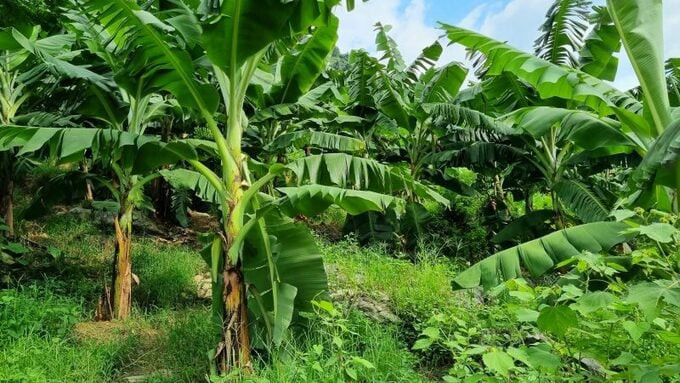 Do vậy, việc bắt giữ đối tượng đặc biệt khó khăn. Để trốn tránh sự phát hiện của Công an, đối tượng cắt đứt liên lạc với những người xung quanh. Rạng sáng 1/1, Đội Cảnh sát hình sự và Công an xã Hiệp Cát nhận thông tin của quần chúng, phát hiện 1 đối tượng khả nghi ẩn nấp tại khu bãi trồng chuối rộng vài nghìn mét vuông của người dân thôn Kinh Dương, xã Hiệp Cát. Ngay sau khi có thông tin, Đội Cảnh sát hình sự khẩn trương tiến hành xác minh.(Ảnh minh họa, nguồn internet)