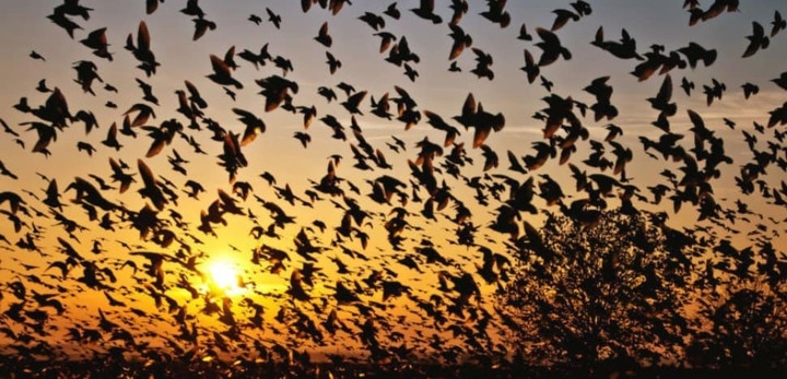 Làng Jatinga, Ấn Độ. Ngôi làng này nổi tiếng với sự bí ẩn của loài chim. Trong khoảng thời gian từ tháng 9 đến tháng 11 hàng năm, nhiều loài chim khắp nơi đến đây và chết tại ngôi làng nhỏ này. Hiện tượng bí ẩn này khiến các nhà khoa học, du khách và dân làng hoang mang.