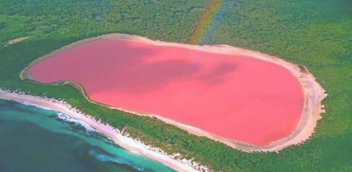 Hồ Hillier, Tây Úc. Hồ Hillier có màu hồng quanh năm nhờ hàm lượng muối cao và sự hiện diện của một loại vi khuẩn màu hồng là halobacteria cùng một loại tảo xanh ưa muối có tên là Dunaliella salina.