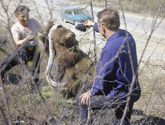 Hai thanh niên "giao lưu' với chú gấu gần đường cao tốc Kolyma (năm 1967).