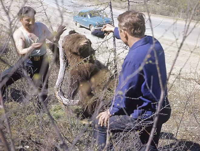 Hai thanh niên "giao lưu' với chú gấu gần đường cao tốc Kolyma (năm 1967).