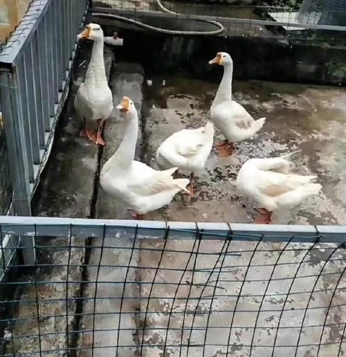 Mặc dù bị lừa một cách trắng trợn như vậy, các du khách tới đây đều không thể lấy lại tiền.