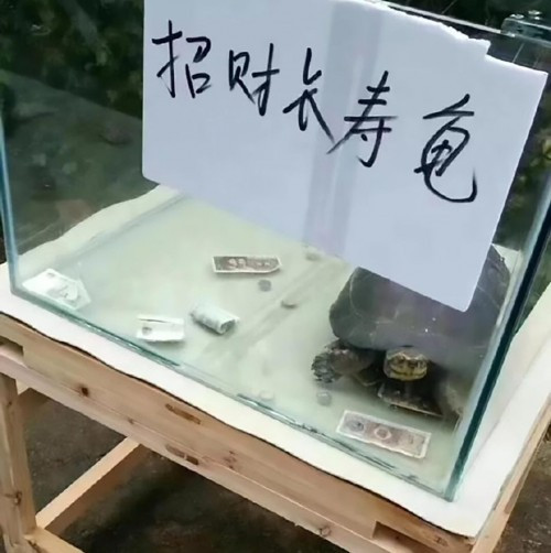 Những chú rùa được đặt trong hộp kính và gắn mác “rùa may mắn”, nhưng thực chất chỉ là những con rùa bình thường không hơn không kém.