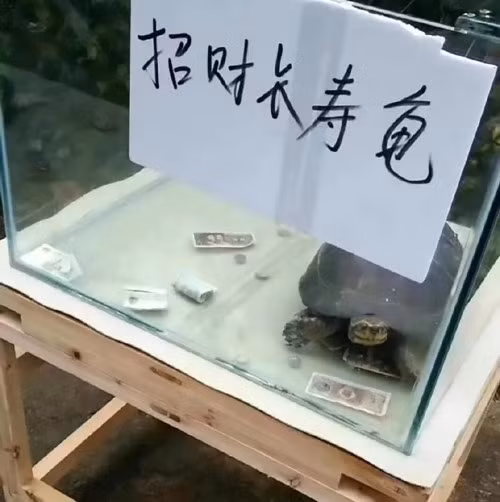 Những chú rùa được đặt trong hộp kính và gắn mác “rùa may mắn”, nhưng thực chất chỉ là những con rùa bình thường không hơn không kém.