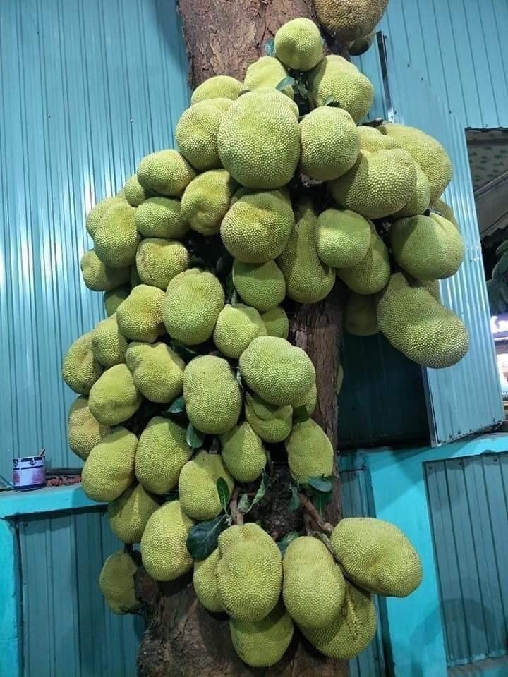 Kinh hoang cay mit “sieu man” tram qua chen chuc nhu sung