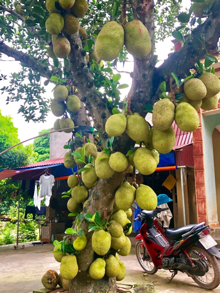 Những cây mít sai trĩu quả ở Việt Nam thì không thiếu, nhưng cho nhiều trái đến thế này có lẽ mới là lần đầu thấy.