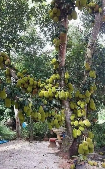 Một số ý kiến khuyên chủ cây nên tỉa bớt những quả mít bé. Việc mít mọc quả chi chít, xếp chồng lên nhau dày đặc như thế sẽ chỉ cho ra những quả nhỏ. Ảnh: Tổng hợp