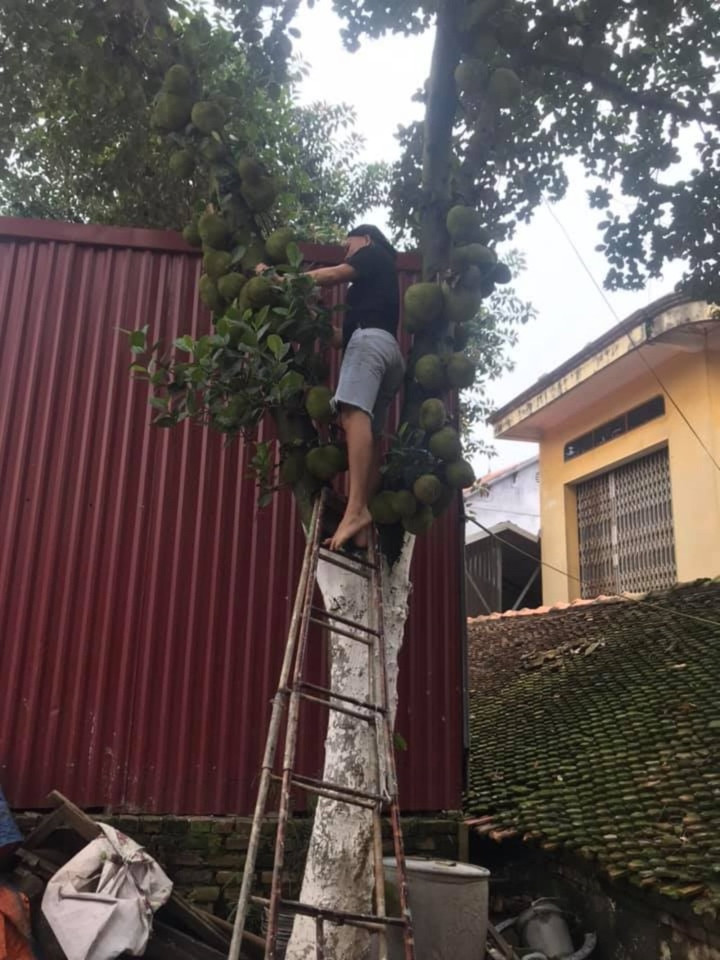 "Nhìn mấy quả ở trên cao mà hãi, tưởng tượng đang đi ngang mà nó rụng xuống một phát thì…" hay "Ước gì có con chim bay tới ăn quả mít rồi kêu gia chủ may túi ba gang. Lúc đó tha hồ giàu to!"... là những bình luận cư dân mạng để lại dưới màn khoe cây mít "cổ thụ" trĩu quả.