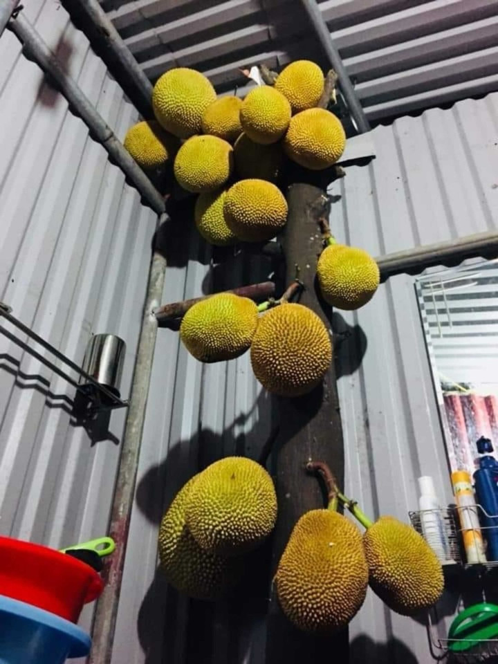 Cảnh tượng một cây mít mọc quả chi chít dưới thân cây khiến cư dân mạng không tin vào mắt mình.