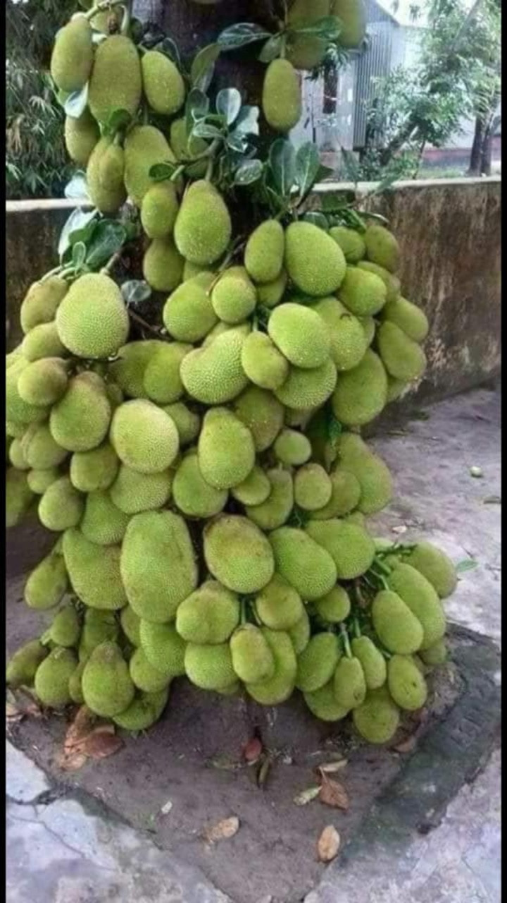 Không ít lần, chúng ta được chứng kiến những cây mít "mắn đẻ", cho ra đời những quả mít trĩu cả cành, nhìn vào chỉ muốn vặt trộm vài quả mà thôi!