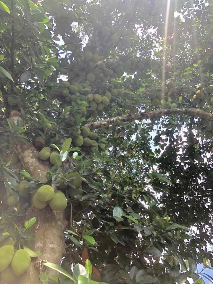 Dưới những hình ảnh này nhiều netizen đã để lại bình luận kinh ngạc với cây mít được cho là "mắn đẻ nhất Việt Nam".