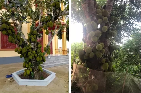 Thế nhưng, nhiều cư dân mạng cho rằng chủ nhà nên có vài biện pháp can thiệp bởi nếu để như thế, mít sẽ khó phát triển được.