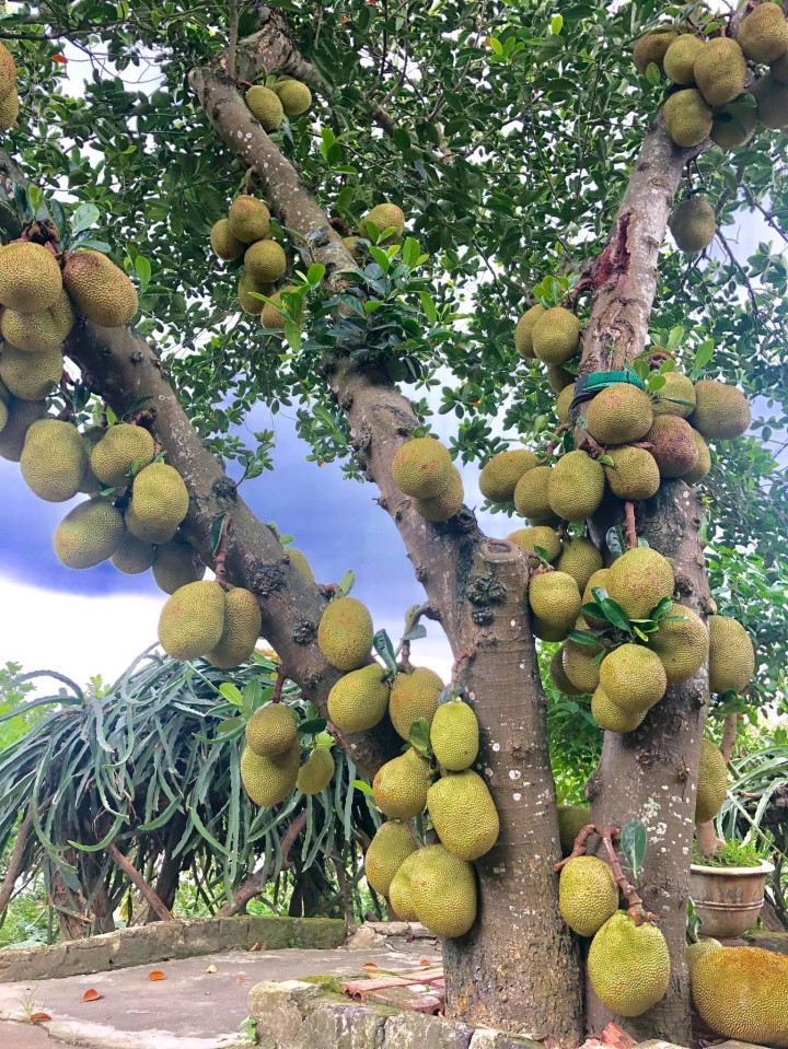 Xem ảnh, có thể thấy cảnh những quả mít to bự mọc kín từ thân lên đến tận ngọn trên cao.