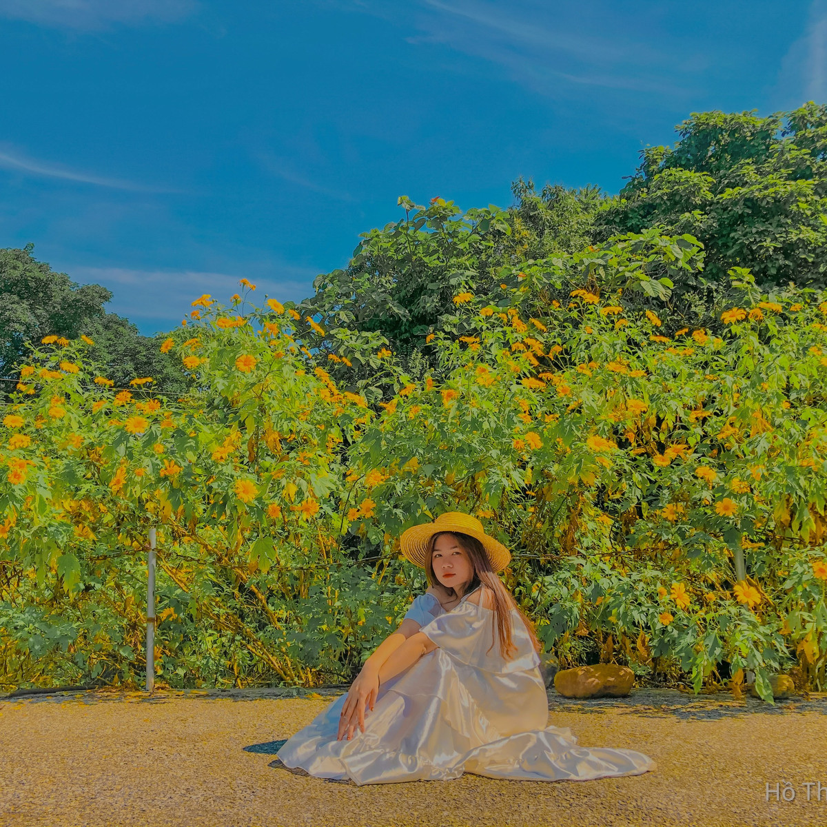 Khác với hoa dã quỳ ở Đà Lạt, hoa dã quỳ Ba Vì có những bông to, màu vàng đậm sắc hơn. Ảnh: Hồ Thiên Nga