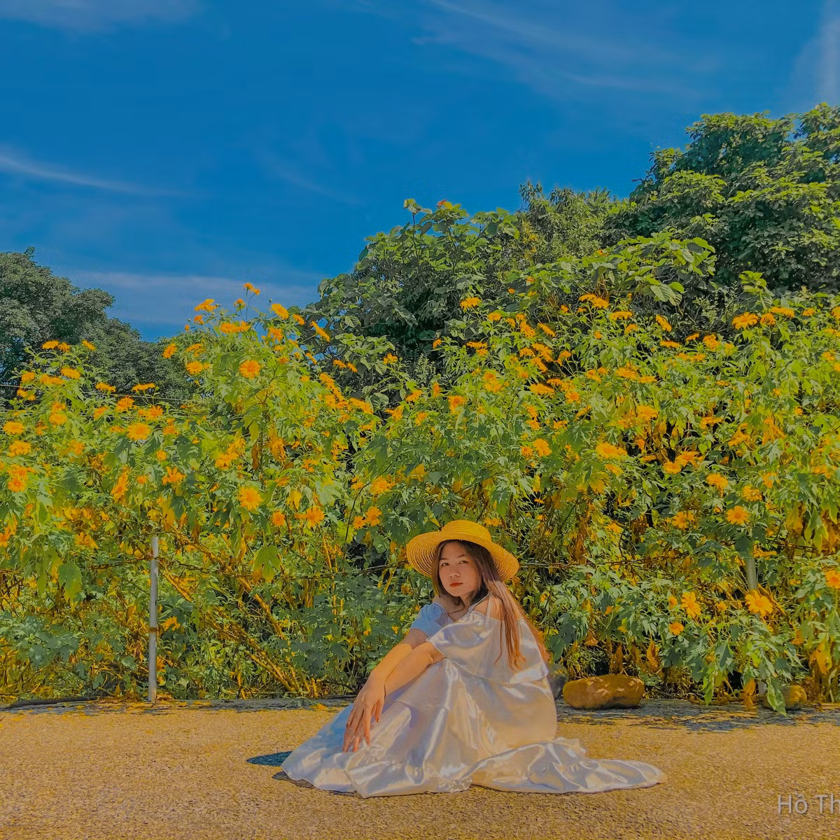 Khác với hoa dã quỳ ở Đà Lạt, hoa dã quỳ Ba Vì có những bông to, màu vàng đậm sắc hơn. Ảnh: Hồ Thiên Nga