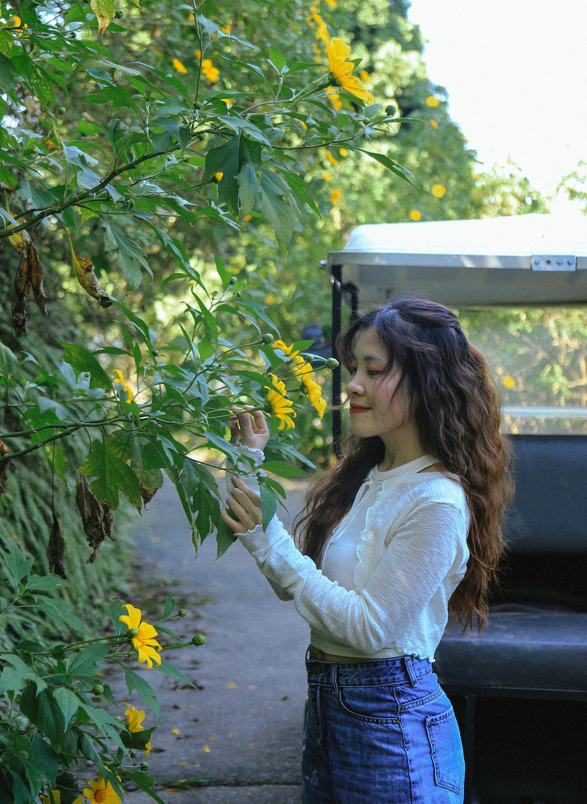 Khi đã đến được vườn quốc gia Ba Vì bạn sẽ gặp những khu đồi hoa dã quỳ và đây cũng là điểm ngắm hoa dã quỳ Ba Vì đẹp nhất. Ảnh: Melia Ba Vi Mountain Retreat