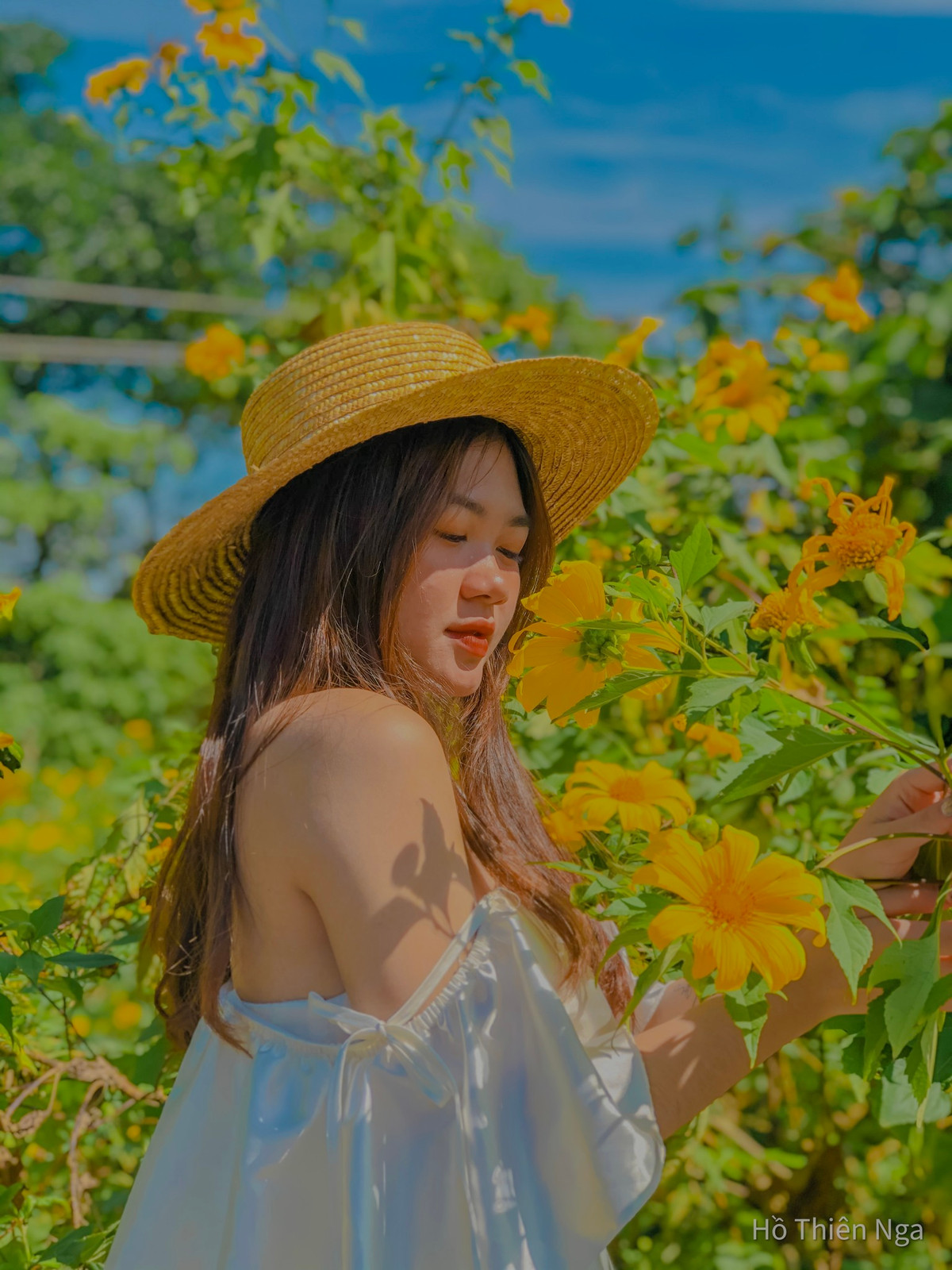 Mùa hoa dã quỳ Ba Vì được gọi là “loài hoa báo hiệu mùa đông” bởi nó chỉ nở hoa khi miền Bắc sắp bước vào ngày đông, vào những ngày này Ba Vì khá là lạnh các bạn nên chuẩn bị đầy đủ khi tới Ba Vì. Ảnh: Hồ Thiên Nga