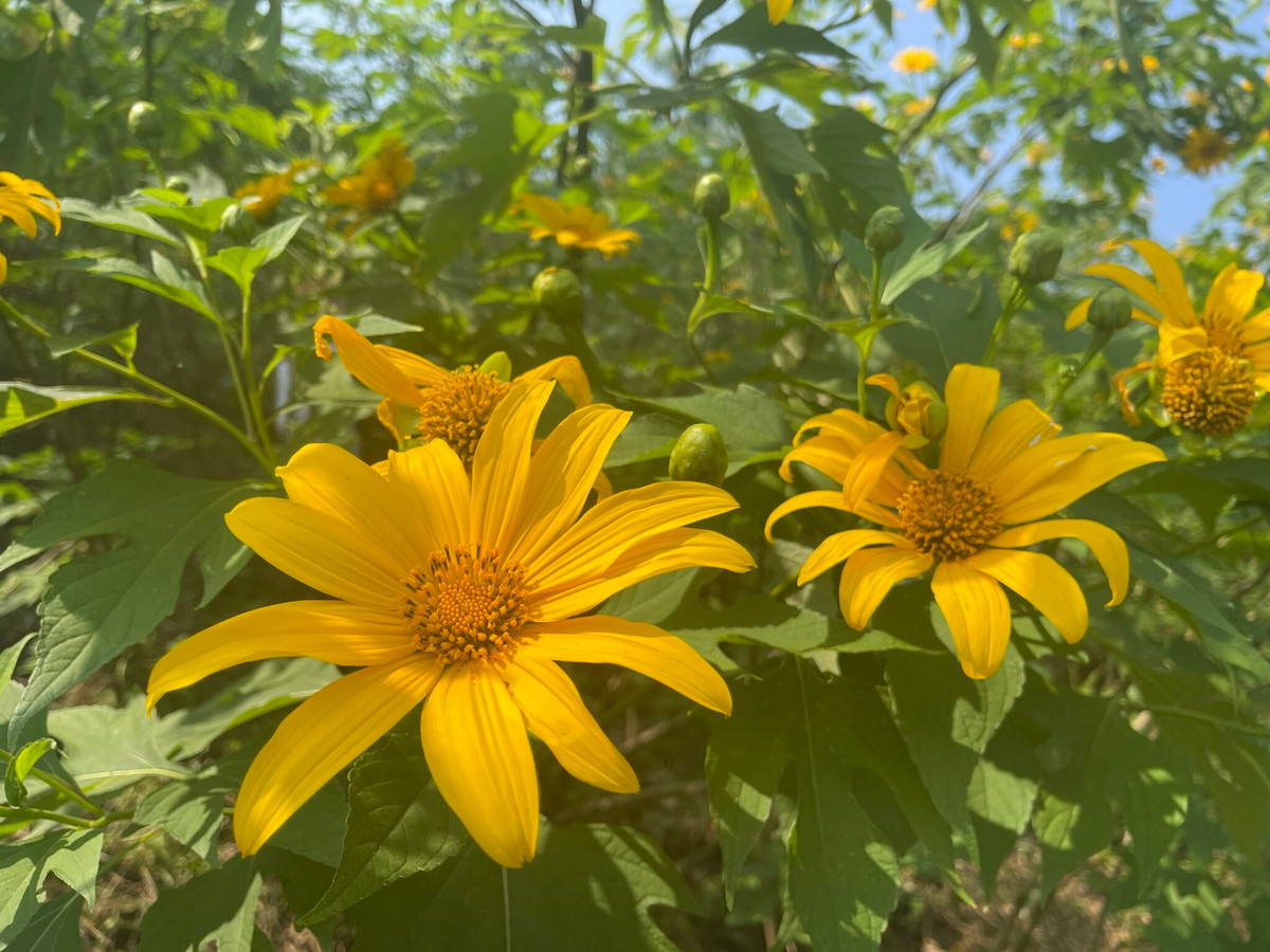 Vườn quốc gia Ba Vì chỉ cách nội thành Hà Nội khoảng 50 km nhưng đường đi không hoàn toàn dễ dàng bởi cung đường này sẽ có một số đoạn đường hẹp và hơi xấu. Ảnh: Vườn quốc gia Ba Vì