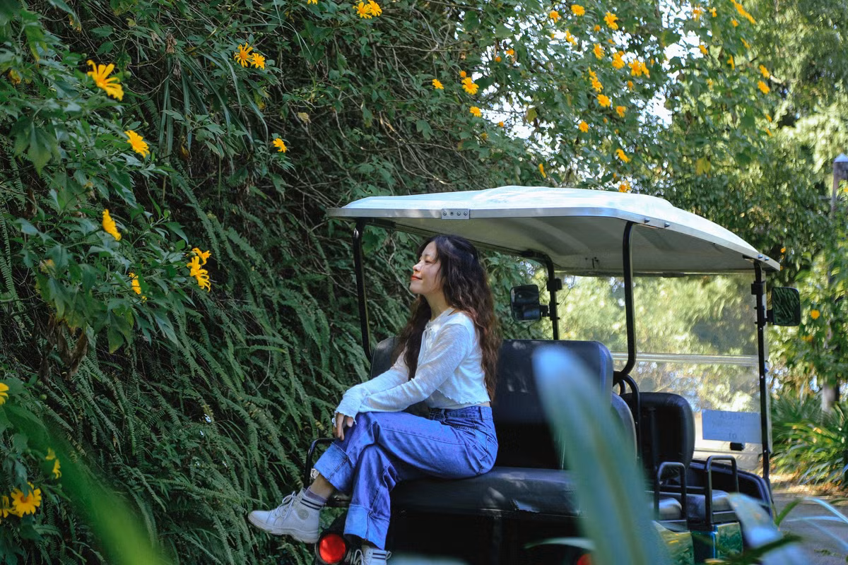 Theo kinh nghiệm của một số phượt thủ thì hoa dã quỳ Ba Vì thường nở vào khoảng 2 tuần cuối tháng 10 hoặc đầu tháng 11 dương lịch hàng năm, thời gian nở rộ chỉ khoảng từ 10 - 14 ngày. Ảnh: Melia Ba Vi Mountain Retreat