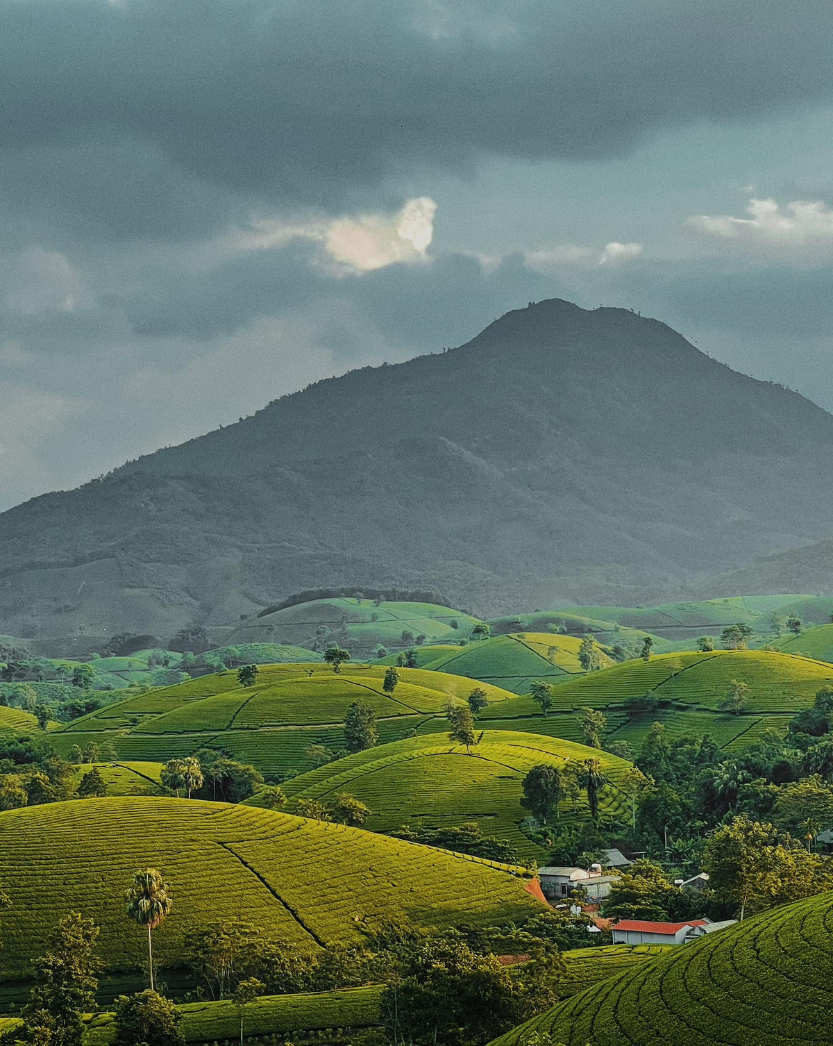 Thời điểm đầu đông chính là mùa đẹp nhất ở đồi chè Long Cốc. Du khách đến đây chắc chắn sẽ bắt được khoảnh khắc bình minh cực đẹp ở đây, buổi sáng sớm nơi đây như một bức tranh thủy mặc với cảnh vật thay đổi từng phút. Ảnh: Lờ Long