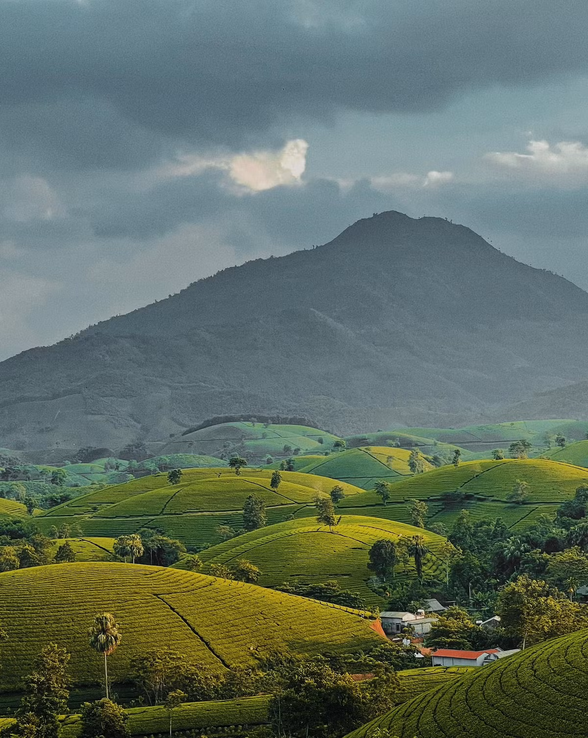 Thời điểm đầu đông chính là mùa đẹp nhất ở đồi chè Long Cốc. Du khách đến đây chắc chắn sẽ bắt được khoảnh khắc bình minh cực đẹp ở đây, buổi sáng sớm nơi đây như một bức tranh thủy mặc với cảnh vật thay đổi từng phút. Ảnh: Lờ Long