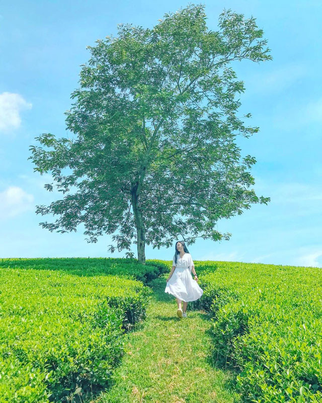 Nếu như đồi chè trái tim Mộc Châu nổi tiếng bởi tạo hình vườn chè độc đáo thì đồi chè Long Cốc lại nổi bật bởi toàn bộ quang cảnh nên thơ nơi đây. Ảnh: Cùng Phượt