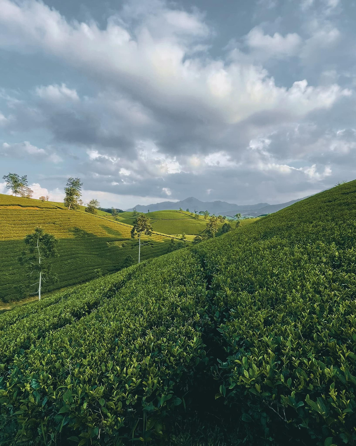 Đây là một điểm du lịch mới mẻ, thu hút nhiều tín đồ du lịch ghé tới để khám phá và chụp ảnh. Ảnh: Lờ Long