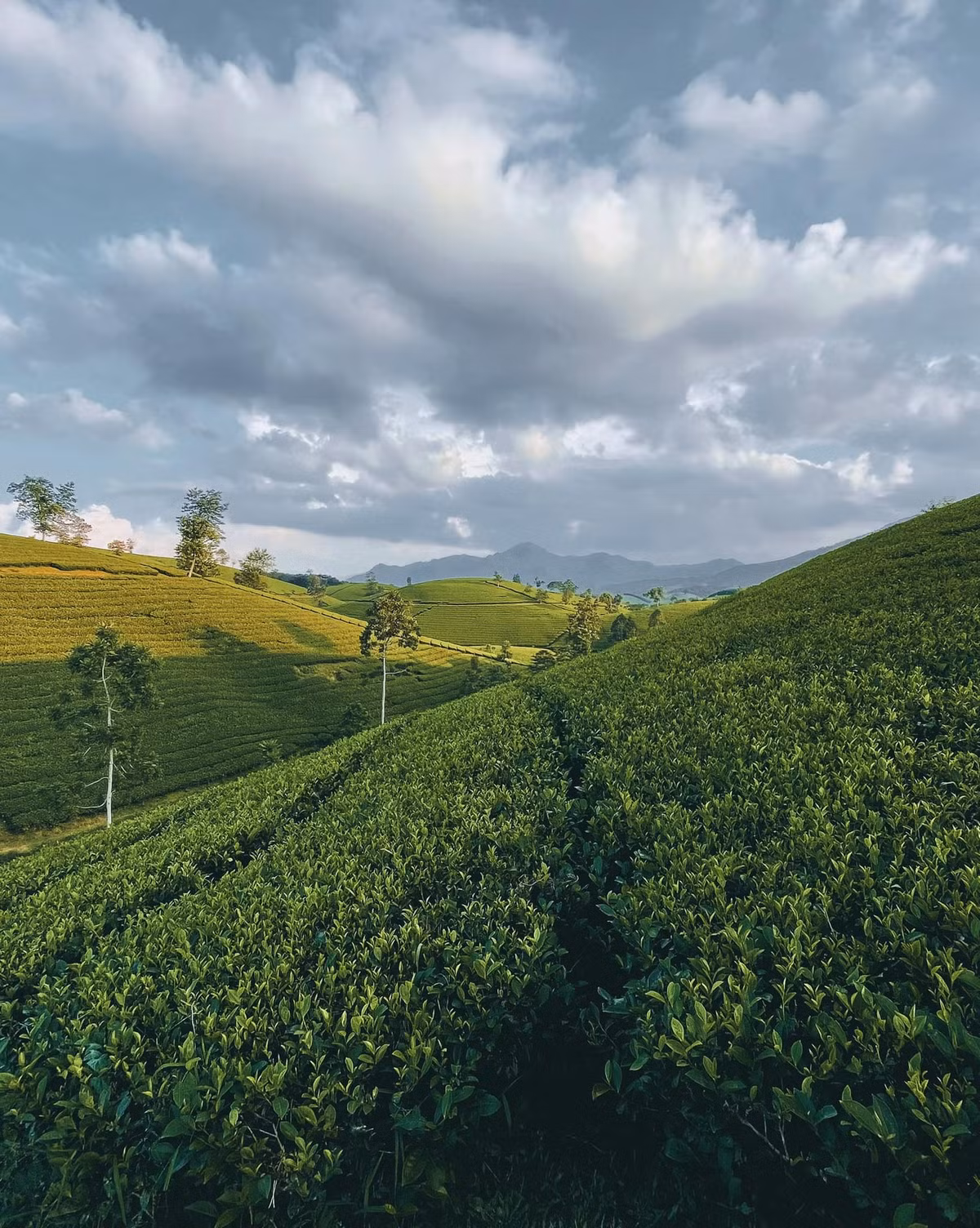 Đây là một điểm du lịch mới mẻ, thu hút nhiều tín đồ du lịch ghé tới để khám phá và chụp ảnh. Ảnh: Lờ Long