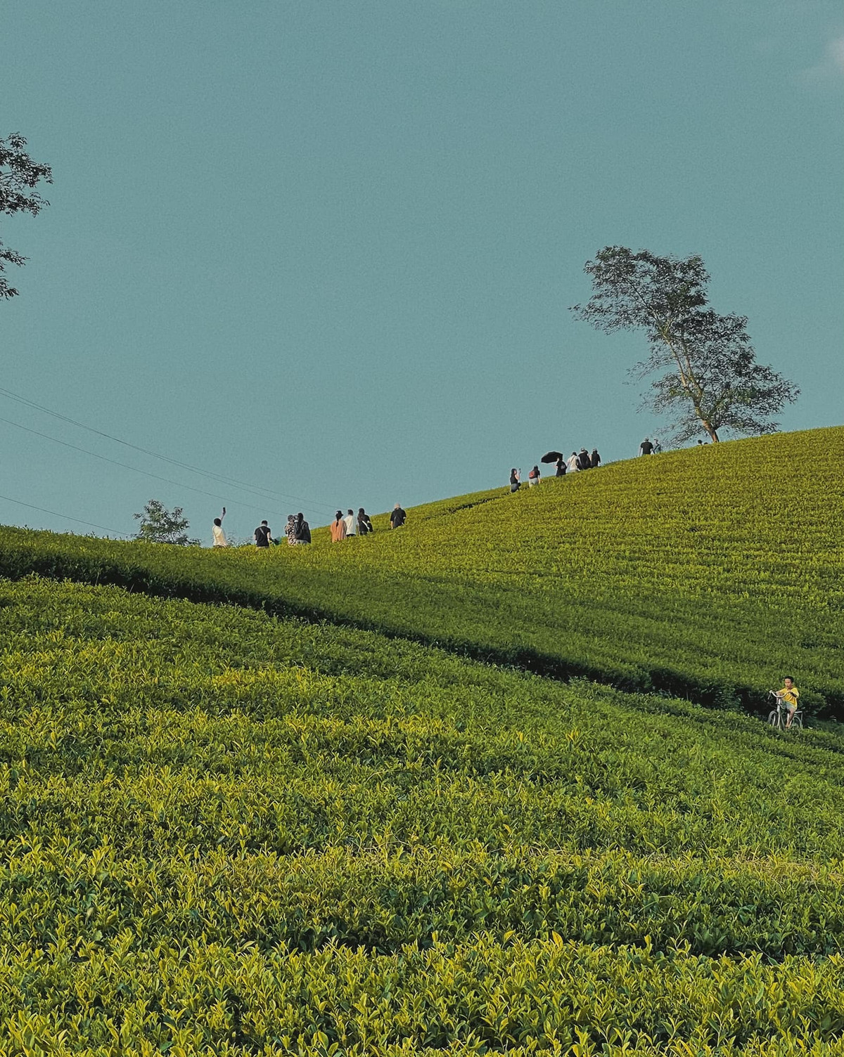Từ trên cao nhìn xuống, đồi chè Long Cốc hiện lên với hàng trăm quả đồi nhỏ xanh mướt, trập trùng tạo nên một khung cảnh đẹp tựa tranh vẽ. Ảnh: Lờ Long