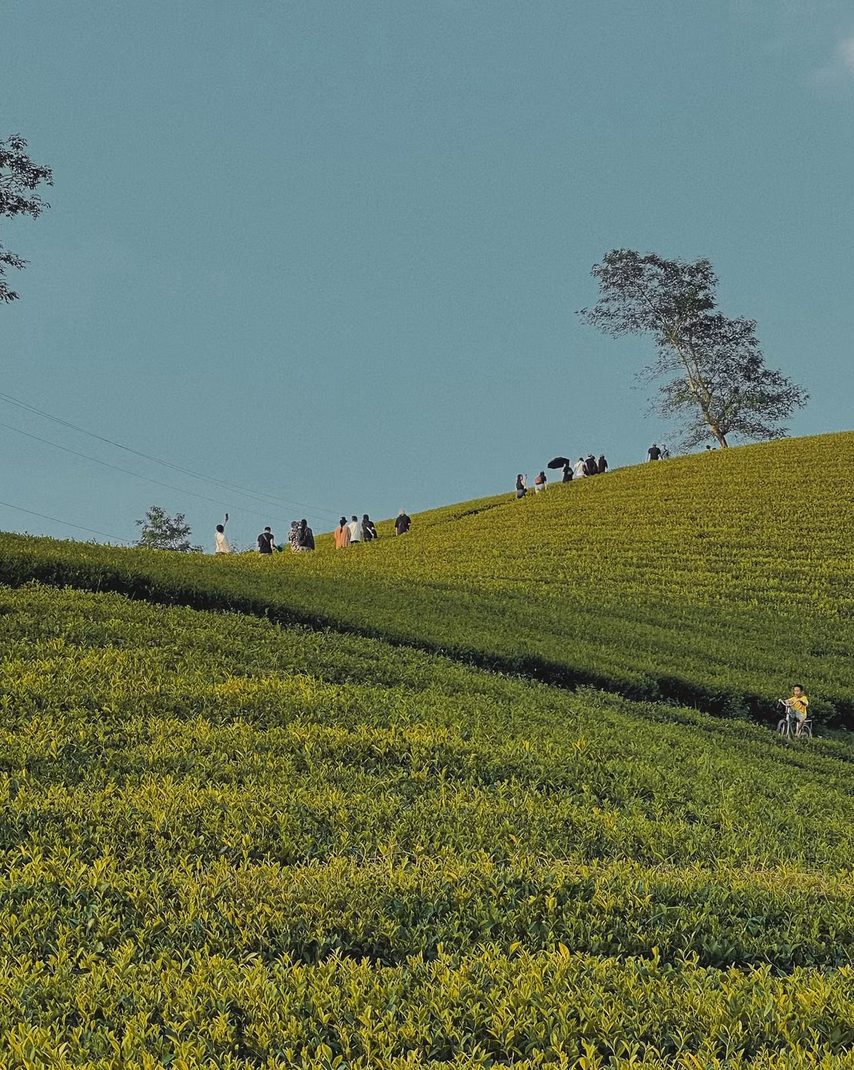 Từ trên cao nhìn xuống, đồi chè Long Cốc hiện lên với hàng trăm quả đồi nhỏ xanh mướt, trập trùng tạo nên một khung cảnh đẹp tựa tranh vẽ. Ảnh: Lờ Long