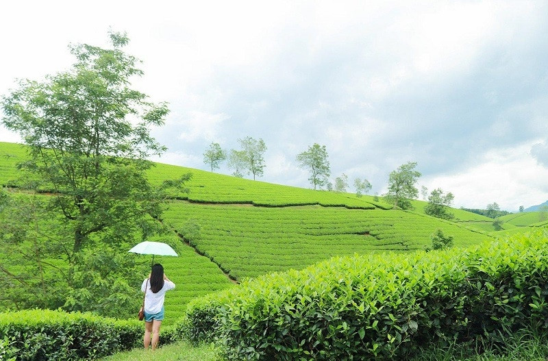 Những ngọn đồi chè thoai thoải với những hàng chè xanh uốn lượn quanh co, cộng với thời tiết tuyệt vời ở đây đã tạo nên một khung cảnh tuyệt đẹp. Ảnh: Kinh Nghiệm Phượt